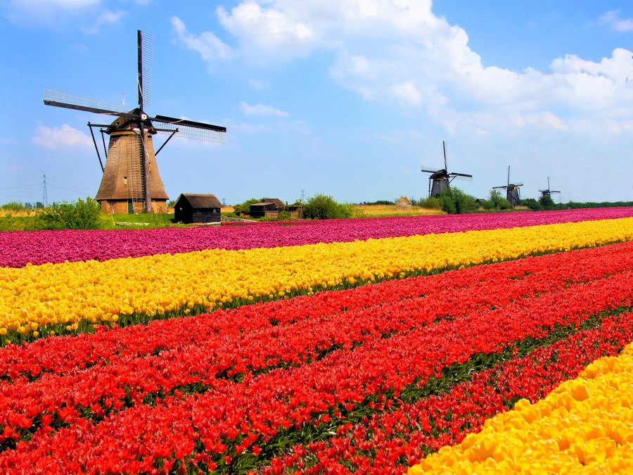 CRUCEROS HOLANDA TULIPANES MOLINOS WINDMILLS TULIPS CRUISES SPRING CRUISES HOLLAND CRUCEROS PRIMAVERA PAISES BAJOS CRUCEROS SEMANA SANTA CRUCEROS VERANO CRUCEROS VACACIONES CRUCEROS TERCERA EDAD